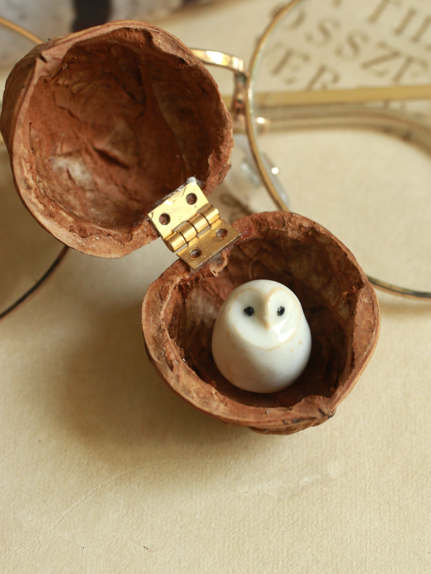 Baby barn owl in a walnut box