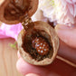 Fawn necklace in a walnut box
