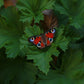 Peacock Butterfly pin