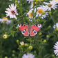 Peacock Butterfly pin