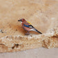 Jay pin - wooden bird pin