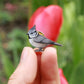 Crested tit pin - wooden bird pin