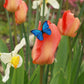 Blue Morpho butterfly - wooden pin