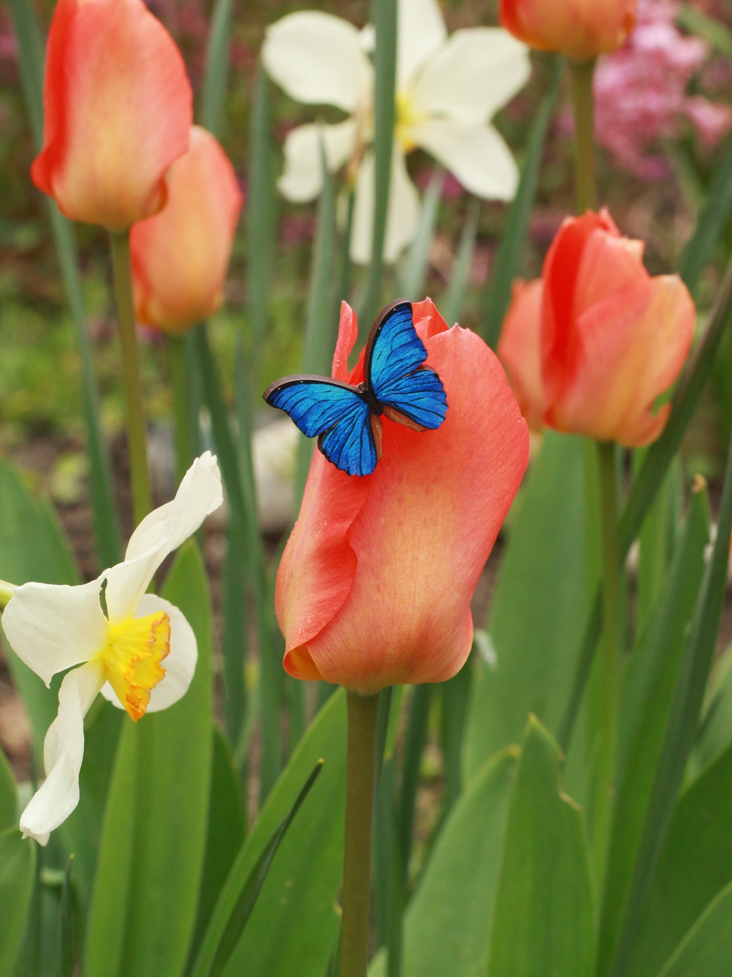 Blue Morpho butterfly - wooden pin