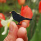 Black bird pin - wooden bird pin